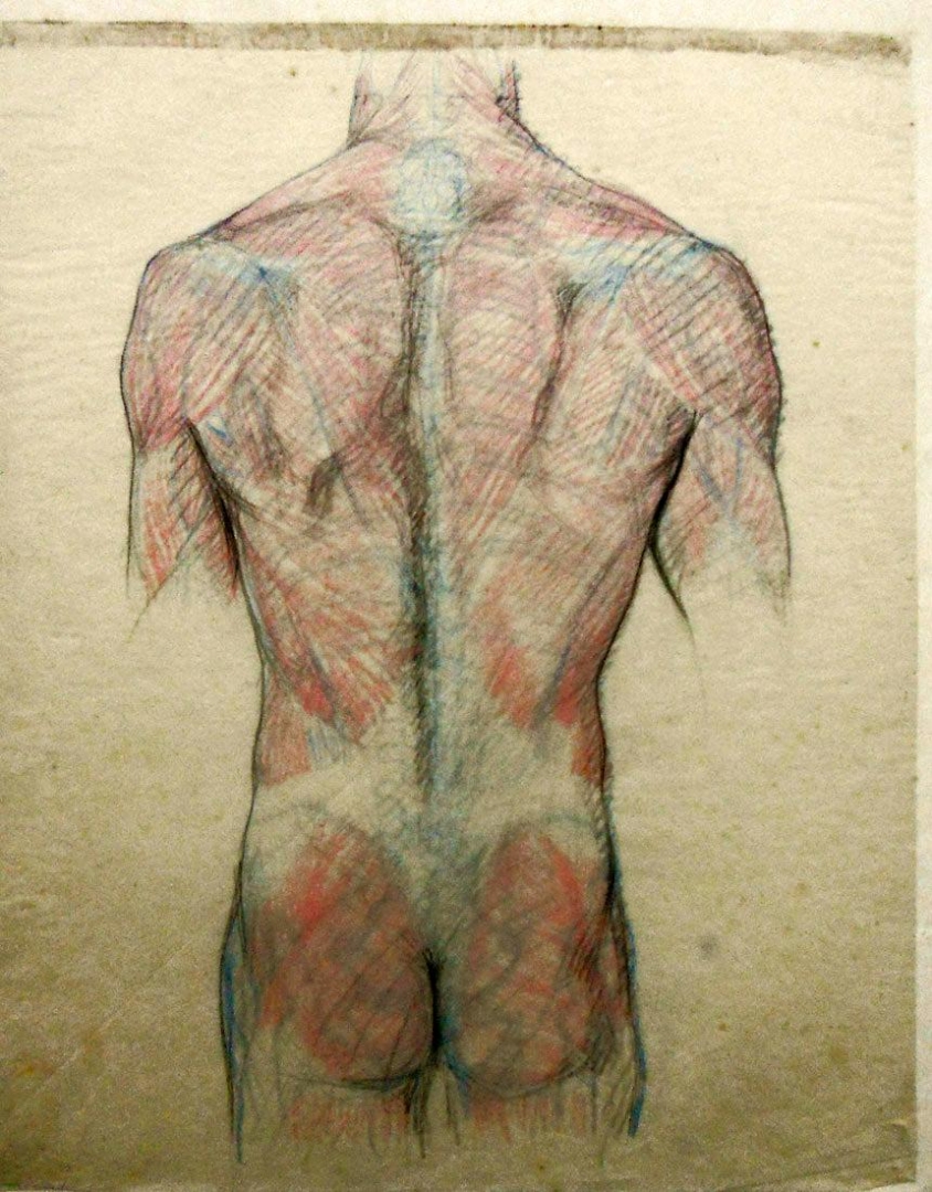 'Anatomía - estudio de color' de Humberto Causa